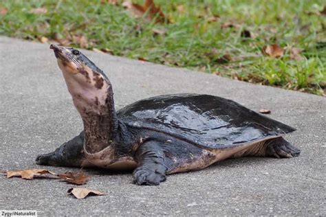 珍珠鱉|珍珠鱉 Florida Softshell turtle